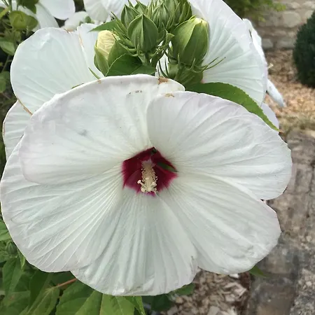 Feriehus 1694 - 4 Etoiles - Proche Futuroscope Scorbé-Clairvaux