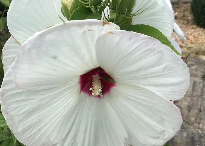 Сasa de vacaciones 1694 - 4 étoiles - Proche Futuroscope Scorbé-Clairvaux